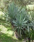 Furcraea quicheensis