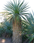 Furcraea roezlii
