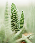 Gasteria