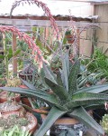 Gasteria acinacifolia