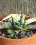 Gasteria Batesiana