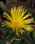 Glottiphyllum