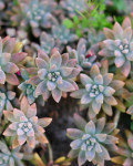 Graptopetalum