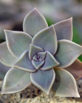 Graptopetalum paraguayense