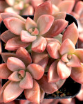 Graptosedum