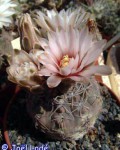 Gymnocalycium Alboareolatum