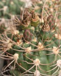 Gymnocalycium Ambatoense