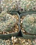 Gymnocalycium Amerhauseri