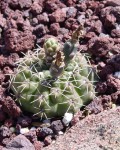 Gymnocalycium Baldianum