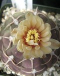 Gymnocalycium Bayrianum