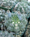 Gymnocalycium Bodenbenderianum