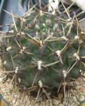 Gymnocalycium Borthii