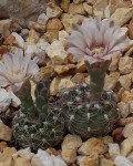 Gymnocalycium Calochlorum