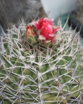 Gymnocalycium Carminanthum