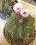 Gymnocalycium Chiquitanum