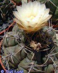 Gymnocalycium Deeszianum