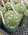 Gymnocalycium Denudatum