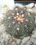 Gymnocalycium Erinaceum