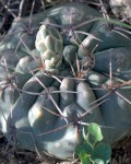 Gymnocalycium Fischeri