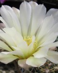 Gymnocalycium Gibbosum