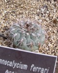 Gymnocalycium Glaucum