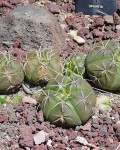 Gymnocalycium Horstii