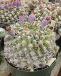 Gymnocalycium Hossei