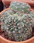 Gymnocalycium Hyptiacanthum