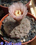 Gymnocalycium Kieslingii