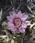 Gymnocalycium Kroenleinii