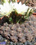 Gymnocalycium Leptanthum