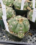 Gymnocalycium Megalothelon