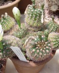 Gymnocalycium Mesopotamicum