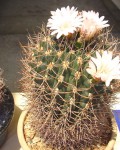 Gymnocalycium Mostii