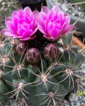 Gymnocalycium Neuhuberi