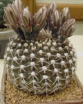 Gymnocalycium Obductum