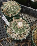 Gymnocalycium Ochoterenae