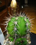 Gymnocalycium Paediophilum