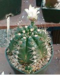 Gymnocalycium Paraguayense