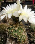 Gymnocalycium Platense