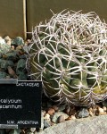 Gymnocalycium Pugionacanthum