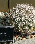 Gymnocalycium Pugionacanthum