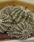 Gymnocalycium Quehlianum