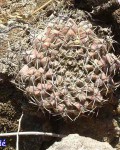 Gymnocalycium Robustum