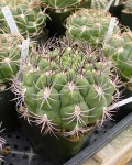 Gymnocalycium Saglionis