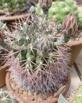 Gymnocalycium Schickendantzii