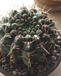 Gymnocalycium Schroederianum