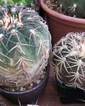 Gymnocalycium Spegazzinii