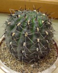 Gymnocalycium Striglianum