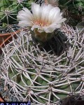 Gymnocalycium Stuckertii